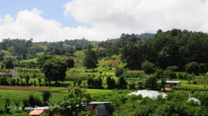 Guatemala recibe primer pago millonario por la venta de bonos de carbono al Banco Mundial
