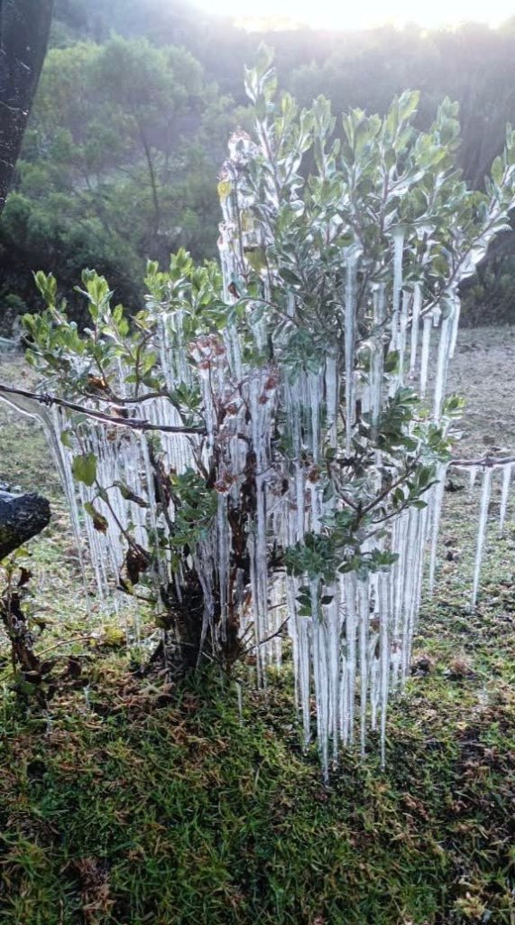 Planta congelada por las heladas registradas en la madrugada. Foto La Hora: Granja Ovejas y llamas de la Sierra 