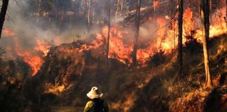 Además de los daños en la flora y fauna local, los incendios forestales de esta temporada han dejado una persona fallecida.