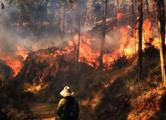 Además de los daños en la flora y fauna local, los incendios forestales de esta temporada han dejado una persona fallecida.