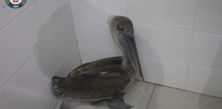 Pelicano sorprende a vecinos de la zona 13. Foto LA Hora: CBM.