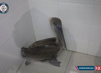 Pelicano sorprende a vecinos de la zona 13. Foto LA Hora: CBM.
