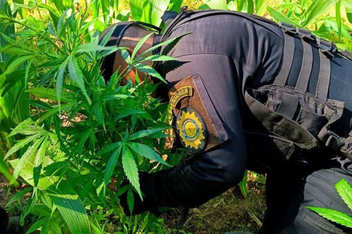 Localización y quema de cultivos ilegales en Momostenango, Totonicapán. Foto La Hora: PNC