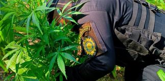 Localización y quema de cultivos ilegales en Momostenango, Totonicapán. Foto La Hora: PNC