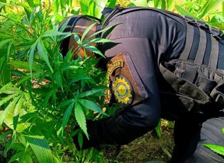 Localización y quema de cultivos ilegales en Momostenango, Totonicapán. Foto La Hora: PNC