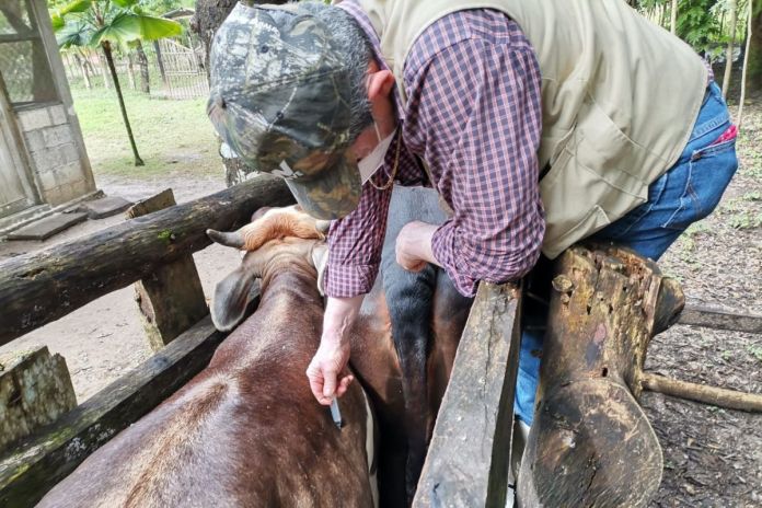 Archivo de inyecciÃ³n para la protecciÃ³n pecuaria. Foto La Hora: Maga