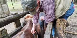Archivo de inyección para la protección pecuaria. Foto La Hora: Maga