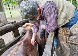 Archivo de inyección para la protección pecuaria. Foto La Hora: Maga
