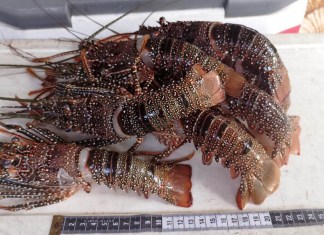 La prohibición anunciada por el MAGA tiene vigencia desde el 1 de marzo hasta el 30 de junio de 2026. Foto La Hora: MAGA