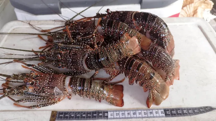 Veda Langosta La prohibición anunciada por el MAGA tiene vigencia desde el 1 de marzo hasta el 30 de junio de 2026. Foto La Hora: MAGA