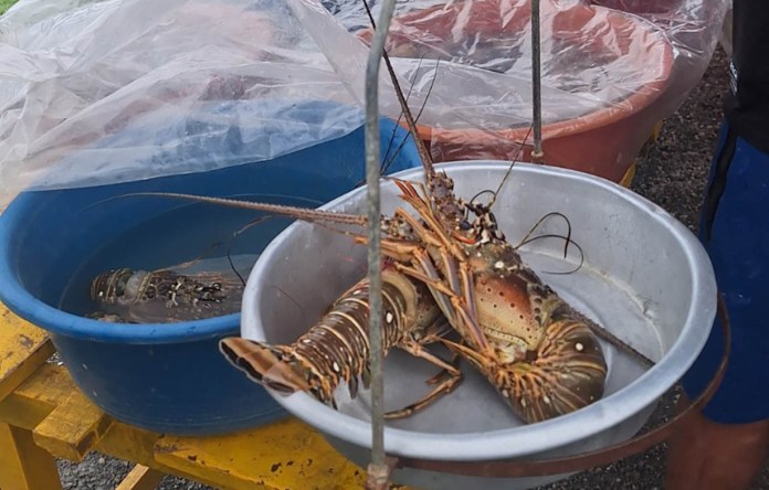 camarón tigre El Ministerio de Agricultura, Ganadería y Alimentación (MAGA) anunció la confirmación de la presencia del camarón tigre.