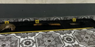 Realizan la aprehensión de dos personas por tráfico ilegal de fauna en Petén.