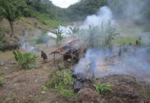 Este lunes se realizó la erradicación de plantaciones de hoja de coca en Petén.