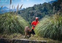 Fallece Roger, canino de Bomberos Voluntarios; última labor en la localización de cuerpos en Santa Lucía Los Ocotes Roger, un perro de trabajo que durante más de una década formó parte de la Sección Canina de Bomberos Voluntarios.