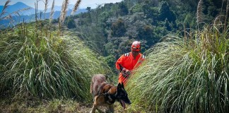Roger, un perro de trabajo que durante más de una década formó parte de la Sección Canina de Bomberos Voluntarios.