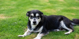 Recomendaciones ante la época fría para cuidar a los perros.