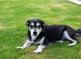 Recomendaciones ante la época fría para cuidar a los perros.