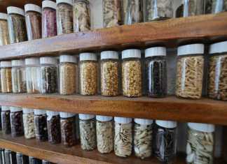 Semillas guatemaltecas serán conservadas en la Bóveda Global de Svalbard.