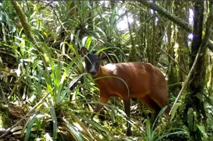 venado Un equipo de científicos anunció el hallazgo de un nuevo género de venado que vive en las zonas altoandinas de Sudamérica.
