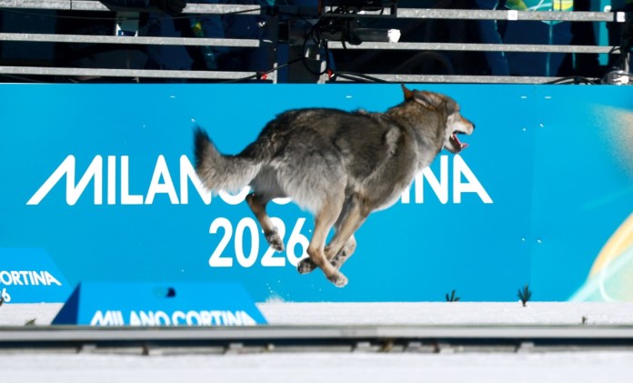 El perro lobo que se ha convertido en el protagonista inesperado de la jornada en los Juegos Olímpicos de Invierno de Milán Cortina 2026. Foto La Hora: EFE