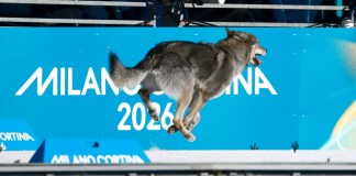 El perro lobo que se ha convertido en el protagonista inesperado de la jornada en los Juegos Olímpicos de Invierno de Milán Cortina 2026. Foto La Hora: EFE
