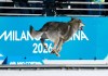 El perro lobo que se ha convertido en el protagonista inesperado de la jornada en los Juegos Olímpicos de Invierno de Milán Cortina 2026. Foto La Hora: EFE