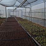 Dos departamentos del occidente del país son los más vulnerables en el sector agrícola y pecuario debido al frío, fuerte viento y las lluvias. Foto La Hora: MAGA