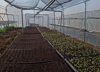 Dos departamentos del occidente del país son los más vulnerables en el sector agrícola y pecuario debido al frío, fuerte viento y las lluvias. Foto La Hora: MAGA