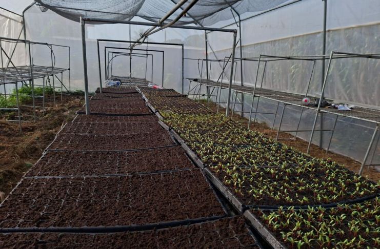 Dos departamentos del occidente del país son los más vulnerables en el sector agrícola y pecuario debido al frío, fuerte viento y las lluvias. Foto La Hora: MAGA