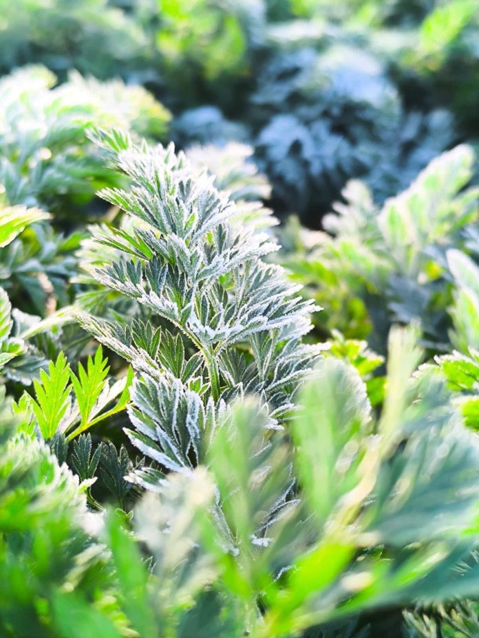 Cultivos cubiertos por escarcha en Chimaltenango. Foto La Hora: Clima Guatemala