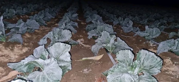 Cultivos cubiertos por escarcha en Tecpan. Foto La Hora: Clima Guatemala