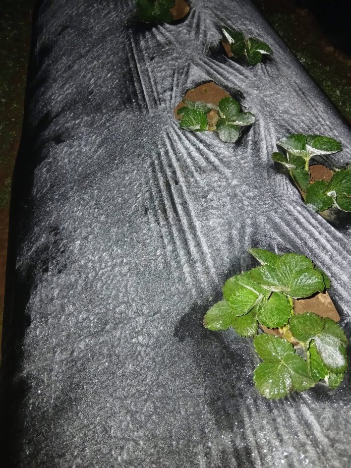 Cultivos cubiertos por escarcha en Tecpan. Foto La Hora: Clima Guatemala