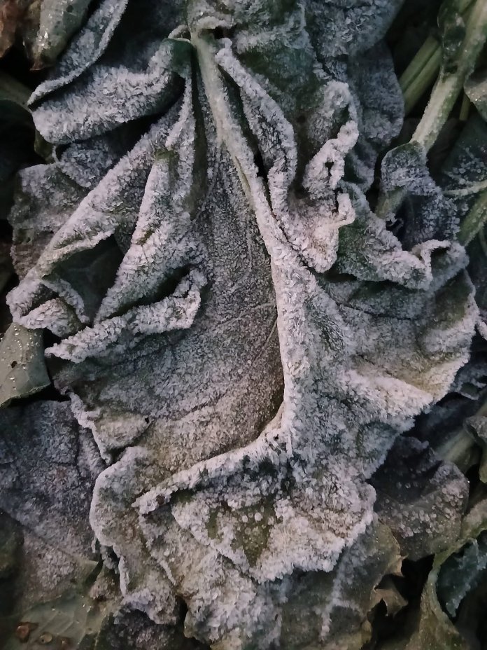 Cultivos cubiertos por escarcha en Tecpan. Foto La Hora: Clima Guatemala