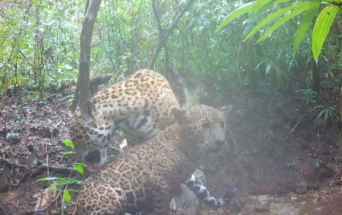 Las dos especies fueron grabadas por una de las cámaras trampa instaladas en la reserva natural de Petén por Carlos Díaz, fotógrafo y explorador de Coral Maya Conservation. Foto La Hora: captura de pantalla Carlos Díaz/IG