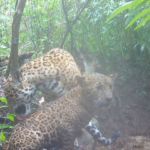 Las dos especies fueron grabadas por una de las cámaras trampa instaladas en la reserva natural de Petén por Carlos Díaz, fotógrafo y explorador de Coral Maya Conservation. Foto La Hora: captura de pantalla Carlos Díaz/IG