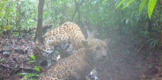 Las dos especies fueron grabadas por una de las cámaras trampa instaladas en la reserva natural de Petén por Carlos Díaz, fotógrafo y explorador de Coral Maya Conservation. Foto La Hora: captura de pantalla Carlos Díaz/IG
