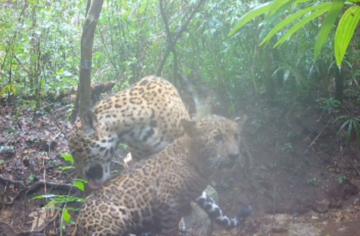 Las dos especies fueron grabadas por una de las cámaras trampa instaladas en la reserva natural de Petén por Carlos Díaz, fotógrafo y explorador de Coral Maya Conservation. Foto La Hora: captura de pantalla Carlos Díaz/IG