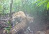 Las dos especies fueron grabadas por una de las cámaras trampa instaladas en la reserva natural de Petén por Carlos Díaz, fotógrafo y explorador de Coral Maya Conservation. Foto La Hora: captura de pantalla Carlos Díaz/IG
