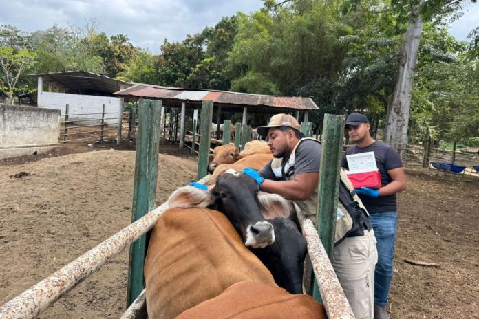 Jornada de vacunación contra la rabia paralítica. Foto La Hora: MAGA