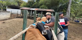 Jornada de vacunación contra la rabia paralítica. Foto La Hora: MAGA