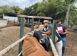 Jornada de vacunación contra la rabia paralítica. Foto La Hora: MAGA