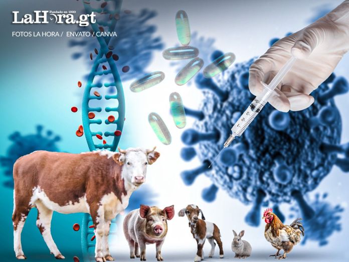 Genética animal en la producción de medicamentos Foto: La Hora