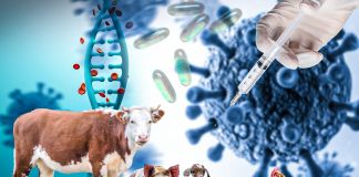 Genética animal en la producción de medicamentos Foto: La Hora