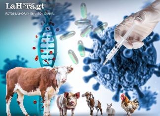 Genética animal en la producción de medicamentos Foto: La Hora