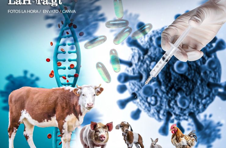 Genética animal en la producción de medicamentos Foto: La Hora