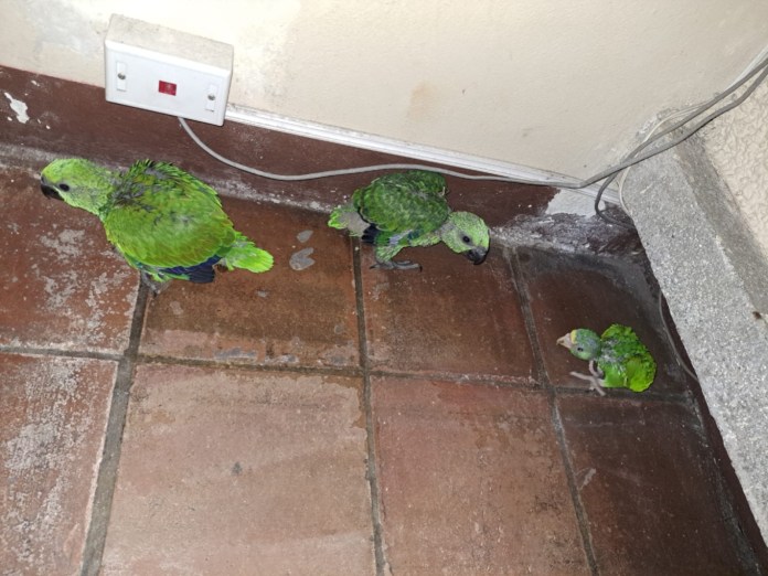 Capturan a pareja señalada de vender loros en peligro de extinción en zona 2. Foto La Hora: PNC.