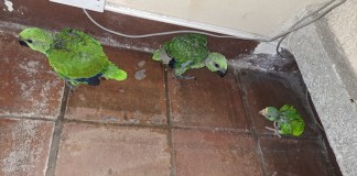 Capturan a pareja señalada de vender loros en peligro de extinción en zona 2. Foto La Hora: PNC.