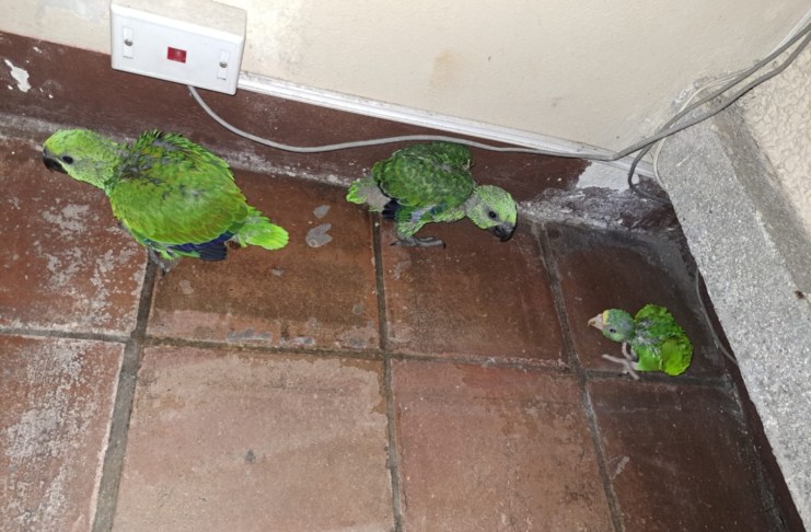 Capturan a pareja señalada de vender loros en peligro de extinción en zona 2. Foto La Hora: PNC.