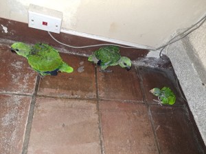 Pareja que vendía loros cabeza amarilla y frente roja son detenido en zona 2