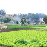 El descenso de la temperatura podría afectar cultivos en el occidente del país, por lo que el MAGA emite varias recomendaciones. Foto La Hora: MAGA